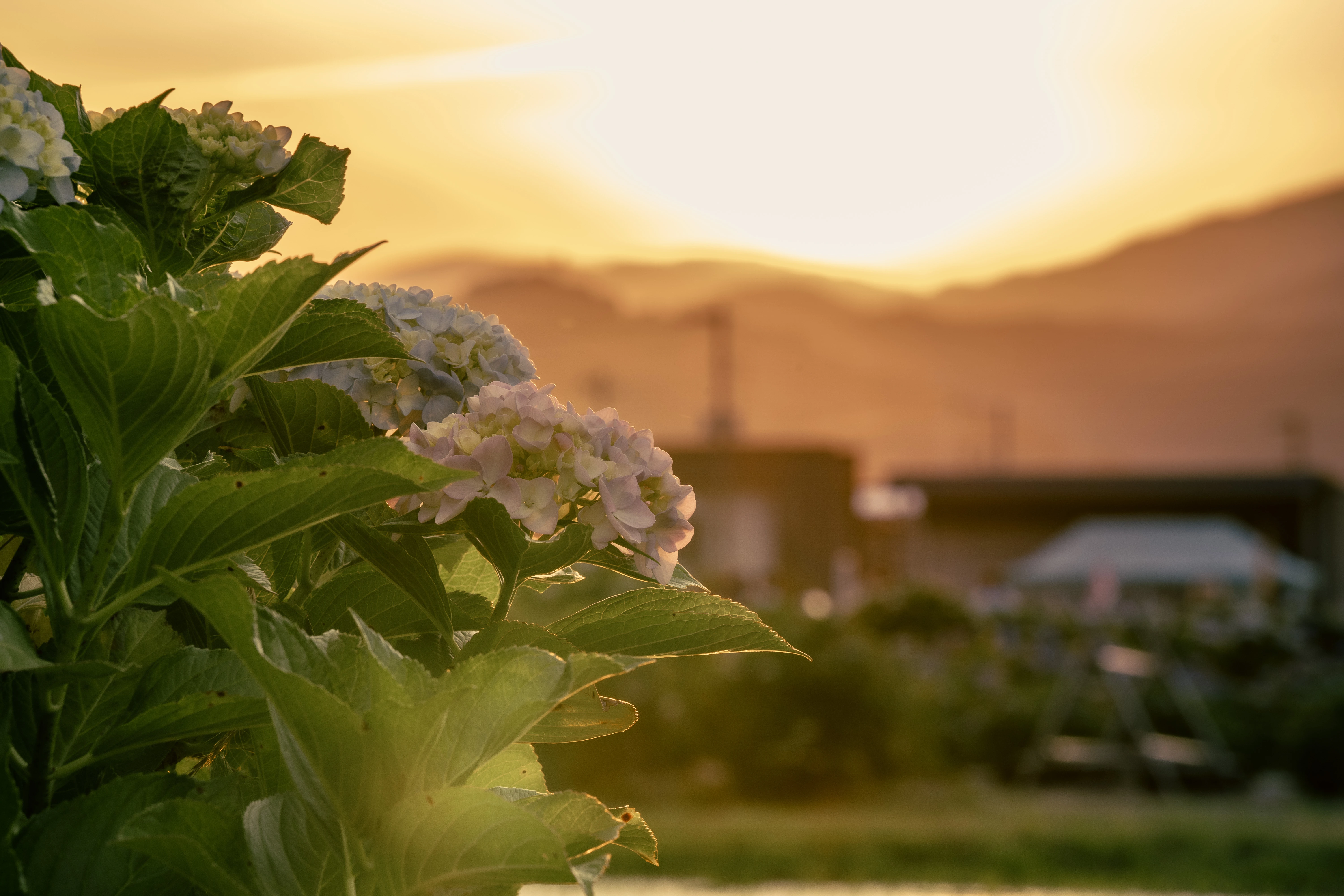 Golden Sunset Over Blooming Hydrangeas